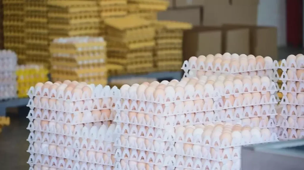 China Breaks New Ground in Africa with First Poultry Hatching Egg Export to Tanzania