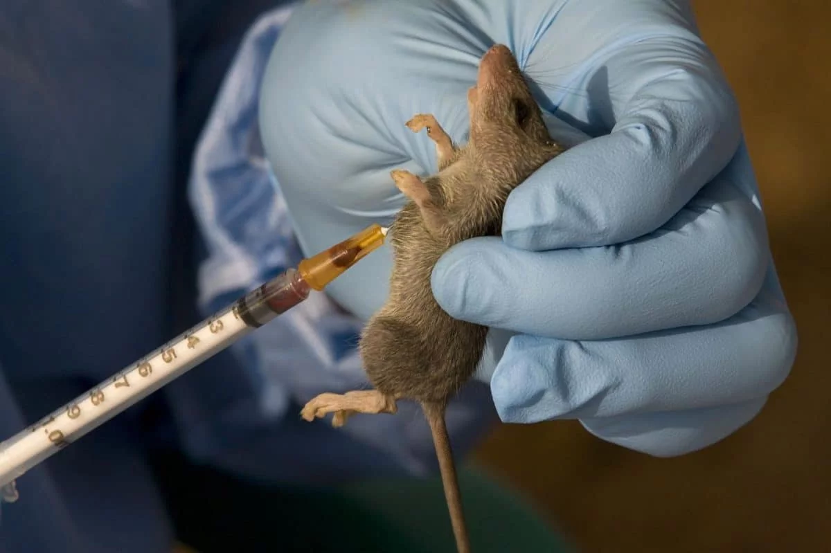Lassa Fever: NCDC Confirms 11 New Cases, Two Deaths in Four States
