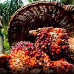 Presco, Okomu Oil Close 2025 with Record Profits Despite Cost Pressures