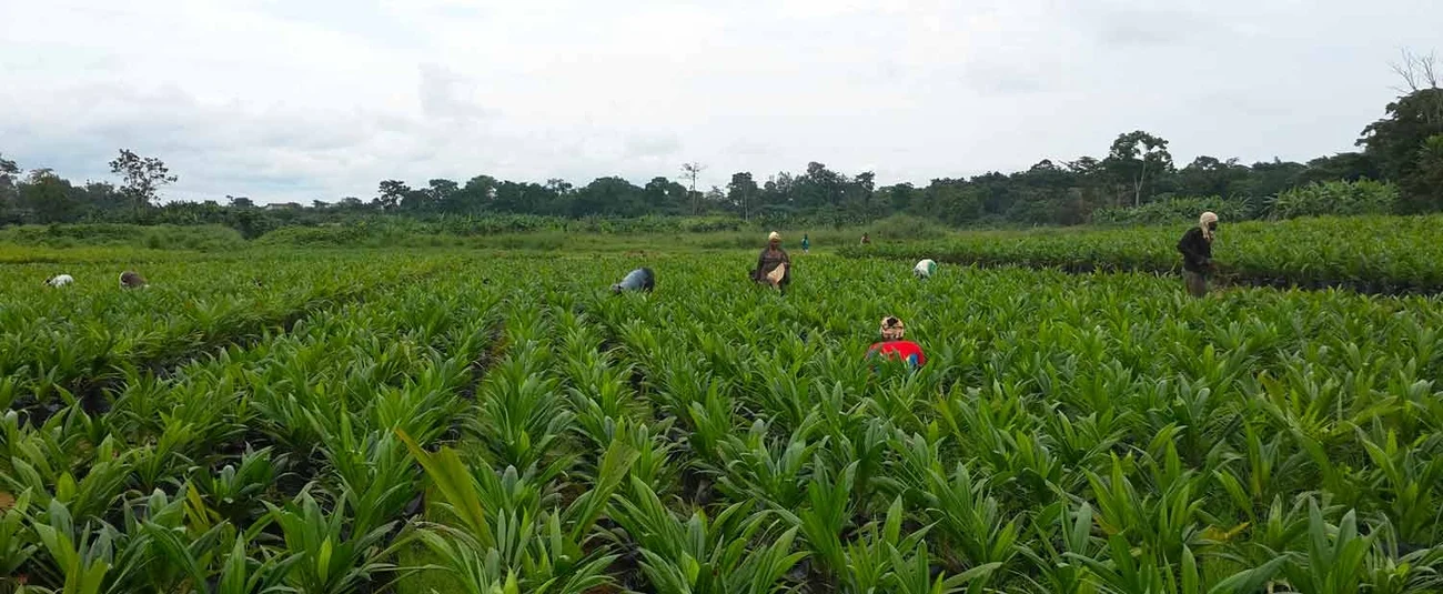 Beyond Oil: How Nigeria Can Diversify Economy, Boost Agric Sector - Pat Utomi 