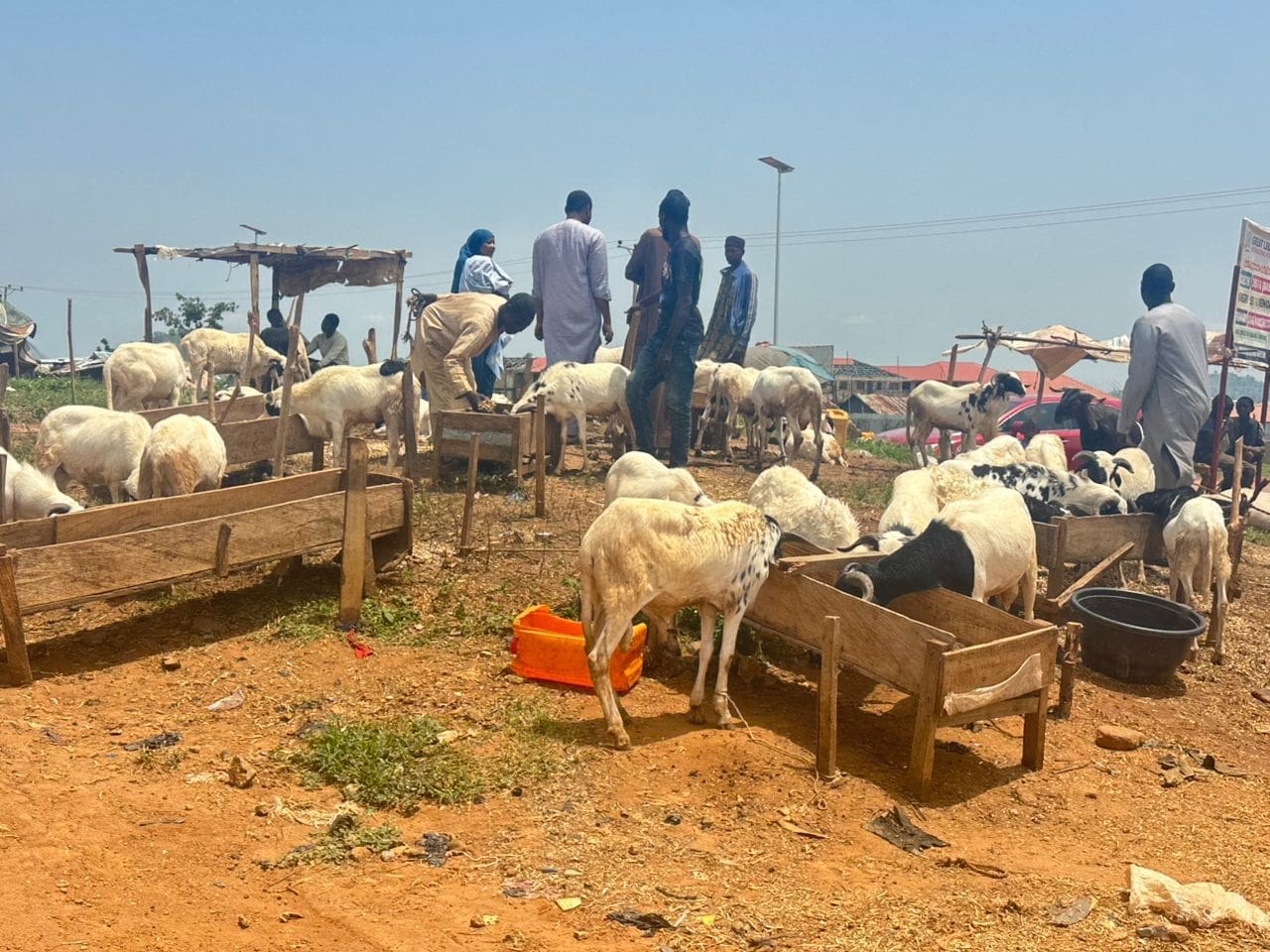 High Cost of Ram Forces Abuja Families to Cut Back on Eid Celebrations